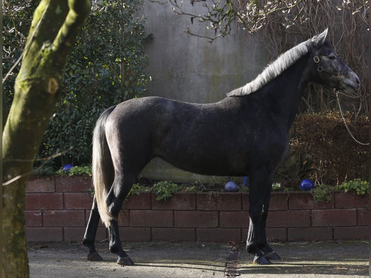 Koń westfalski Klacz 5 lat 165 cm Siwa in Haltern am See