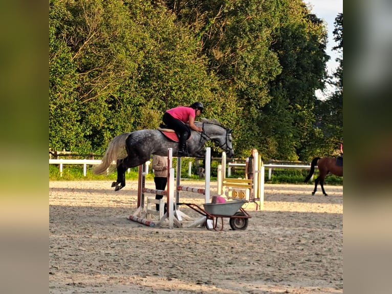 Koń westfalski Klacz 5 lat 165 cm Stalowosiwy in Beverungen