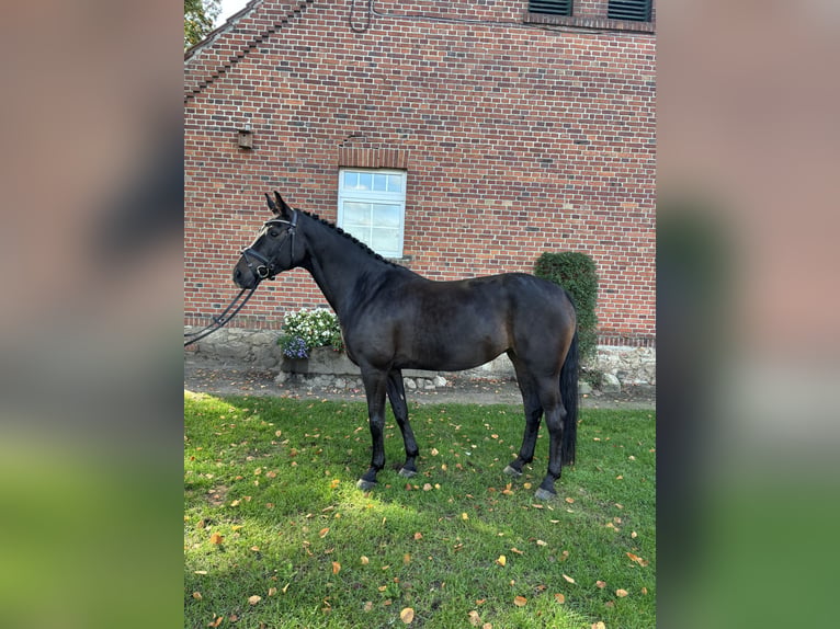 Koń westfalski Klacz 5 lat 166 cm Ciemnogniada in WarendorfWarendorf-Milte