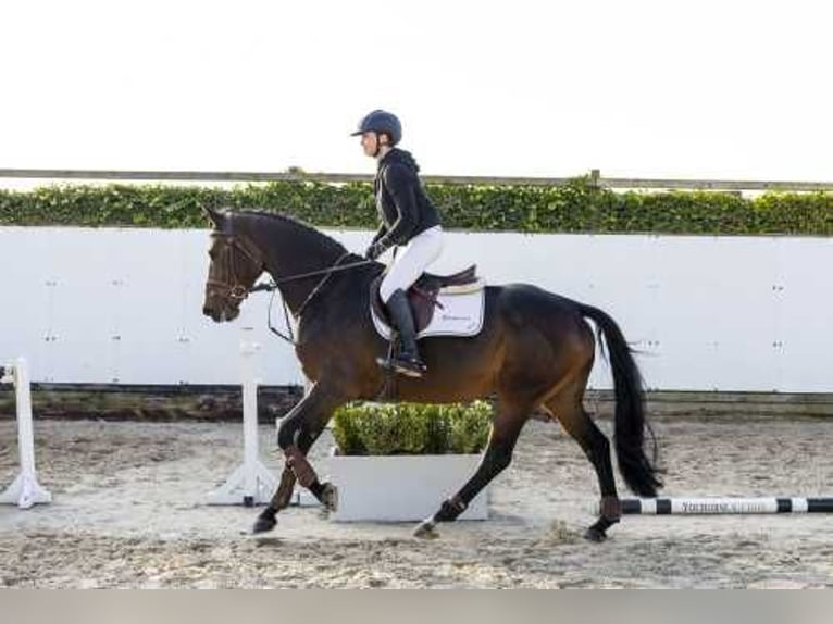 Koń westfalski Klacz 5 lat 166 cm Gniada in Waddinxveen