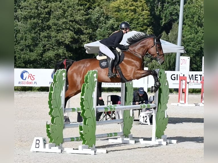 Koń westfalski Klacz 5 lat 166 cm Gniada in Wysin