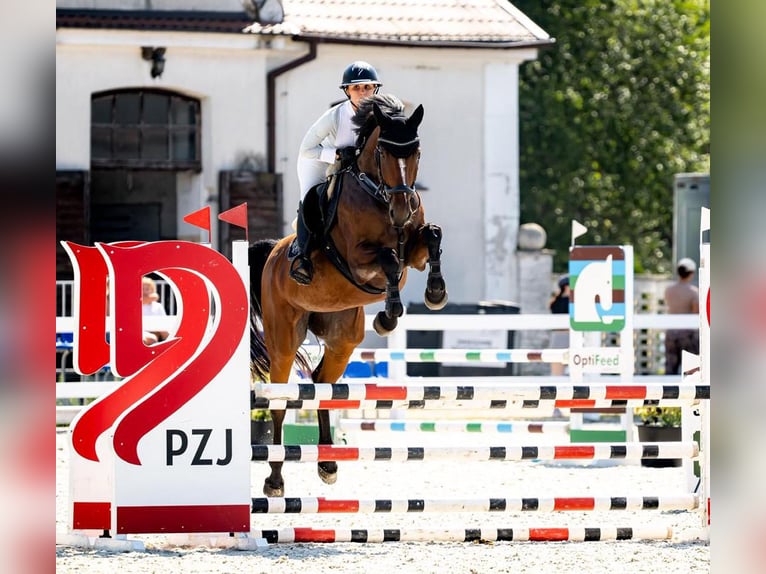 Koń westfalski Klacz 5 lat 166 cm Gniada in Wysin