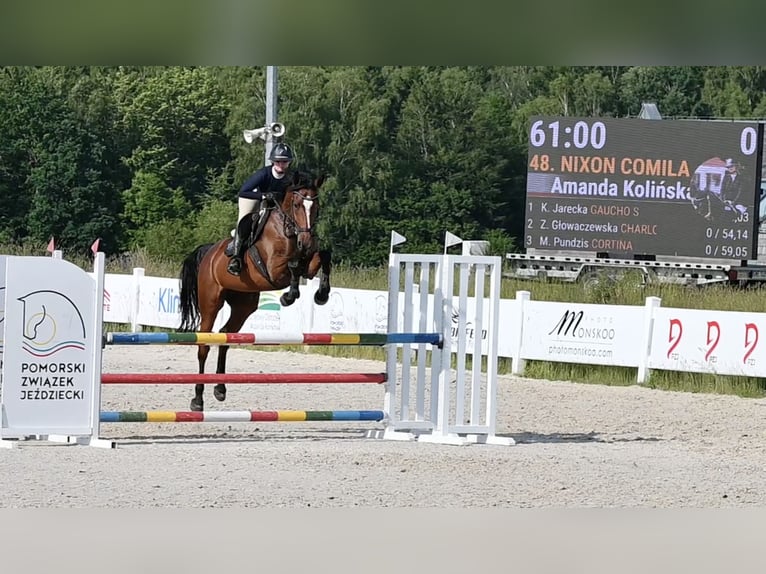 Koń westfalski Klacz 5 lat 166 cm Gniada in Wysin