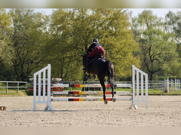 Koń westfalski Klacz 5 lat 166 cm Kara in Lienen