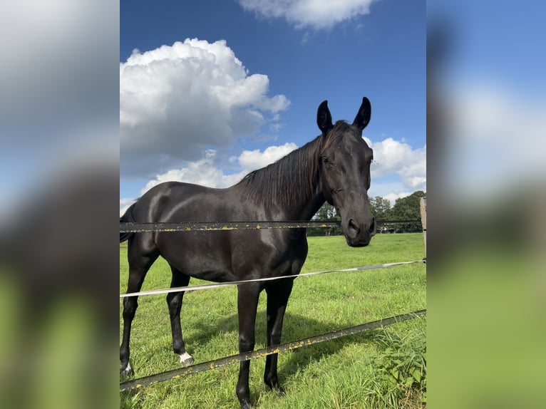 Koń westfalski Klacz 5 lat 166 cm Kara in Lienen