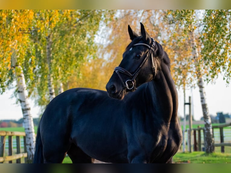 Koń westfalski Klacz 5 lat 166 cm Kara in Lienen