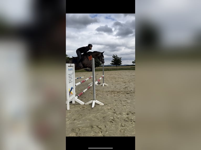 Koń westfalski Klacz 5 lat 166 cm Siwa in Herford