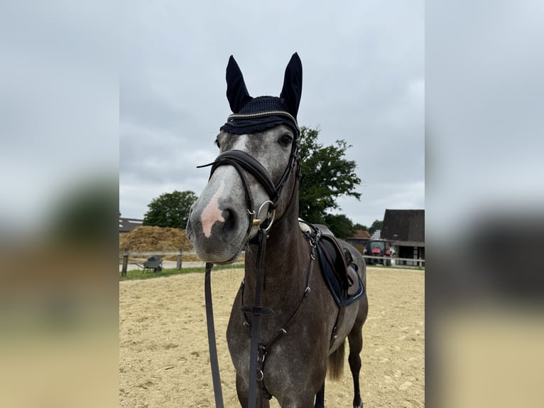 Koń westfalski Klacz 5 lat 166 cm Siwa in Herford