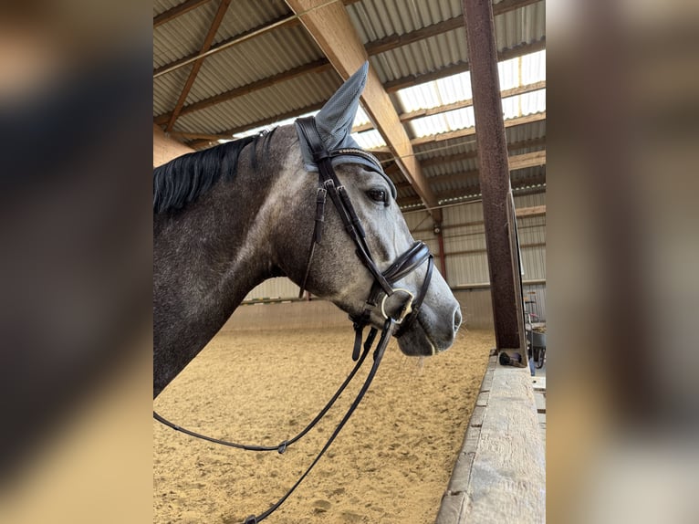 Koń westfalski Klacz 5 lat 166 cm Siwa in Herford