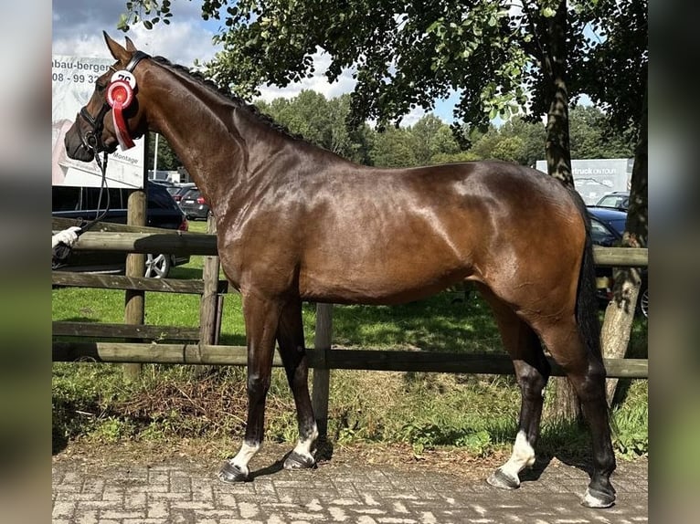 Koń westfalski Klacz 5 lat 167 cm Ciemnogniada in Wachtberg