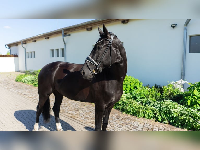 Koń westfalski Klacz 5 lat 167 cm Ciemnogniada in Sangerhausen