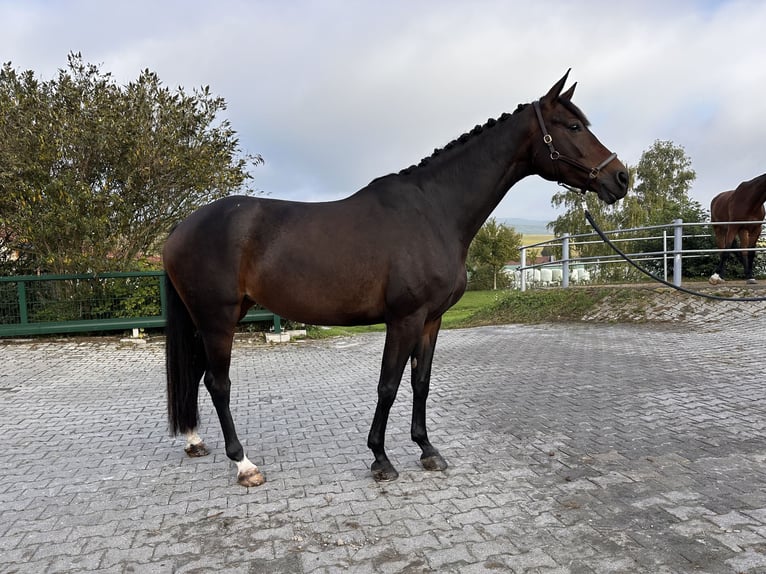Koń westfalski Mix Klacz 5 lat 167 cm Ciemnogniada in Windesheim