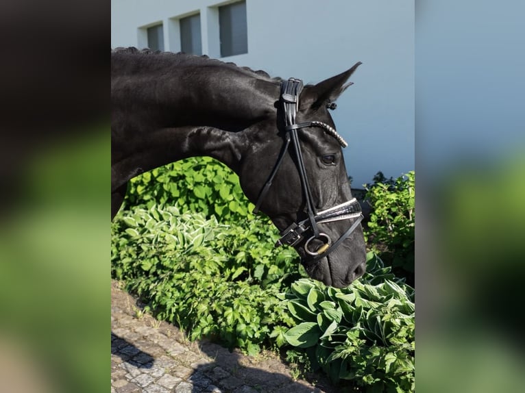Koń westfalski Klacz 5 lat 167 cm Kara in Wallhausen-Hohlstedt