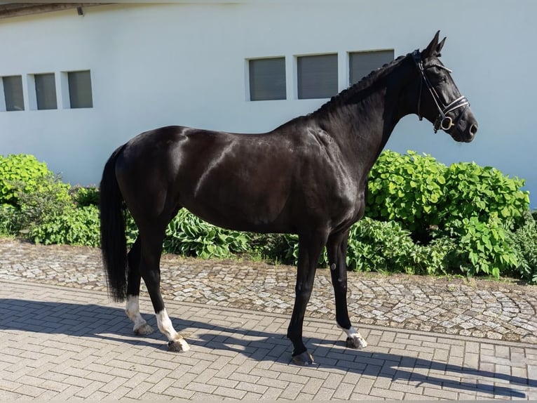 Koń westfalski Klacz 5 lat 167 cm Kara in Wallhausen-Hohlstedt
