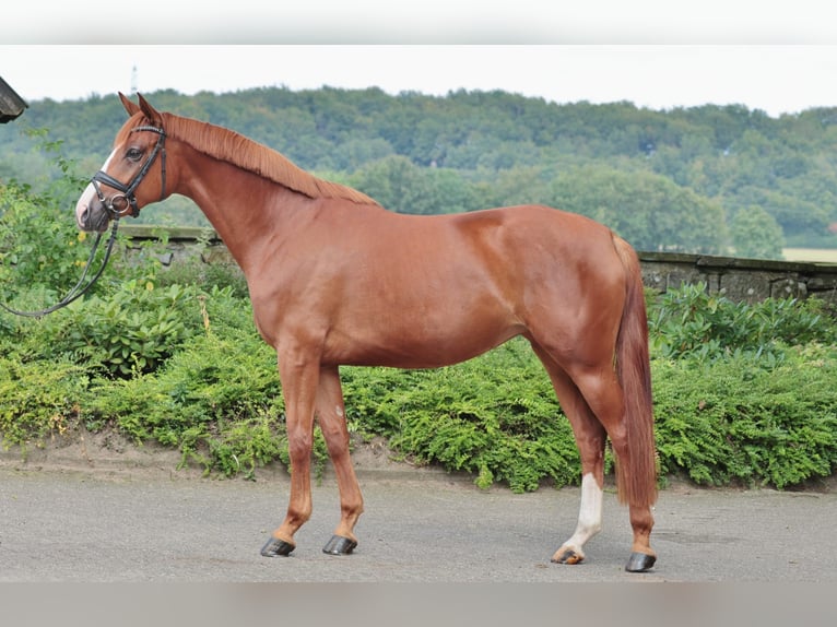 Koń westfalski Klacz 5 lat 167 cm Kasztanowata in Ibbenbüren