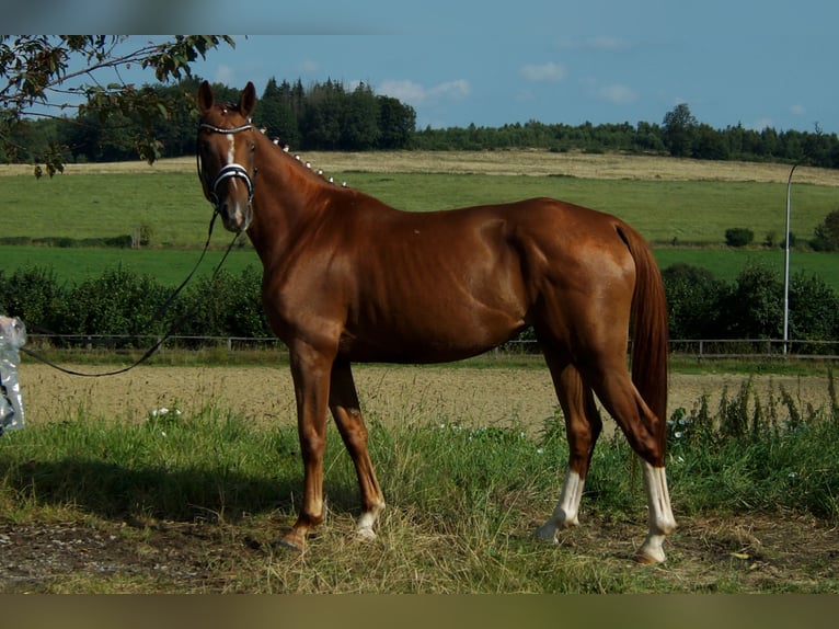 Koń westfalski Klacz 5 lat 167 cm Kasztanowata in Iserlohn