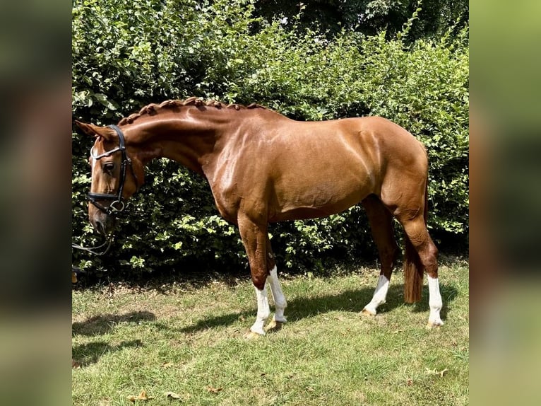 Koń westfalski Klacz 5 lat 167 cm Kasztanowata in Neuss