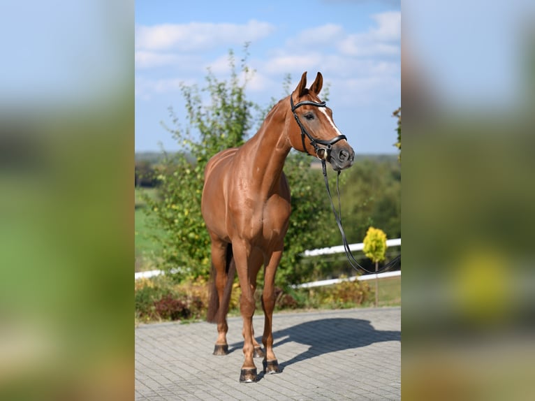 Koń westfalski Klacz 5 lat 167 cm Kasztanowata in Wysin