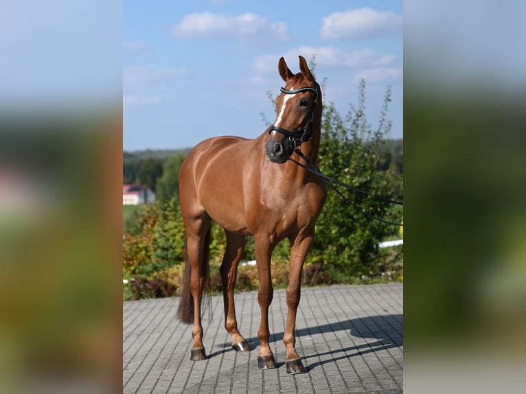 Koń westfalski Klacz 5 lat 167 cm Kasztanowata in Wysin