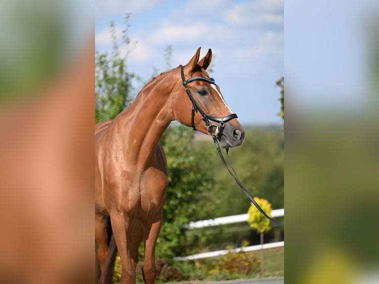 Koń westfalski Klacz 5 lat 167 cm Kasztanowata in Wysin