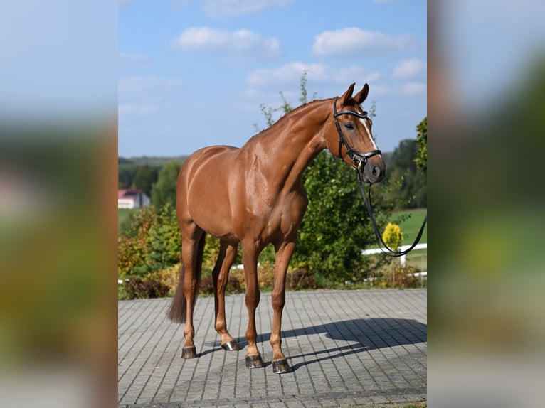 Koń westfalski Klacz 5 lat 167 cm Kasztanowata in Wysin