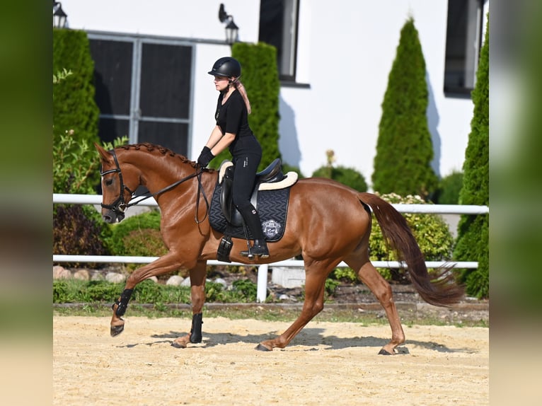 Koń westfalski Klacz 5 lat 167 cm Kasztanowata in Wysin