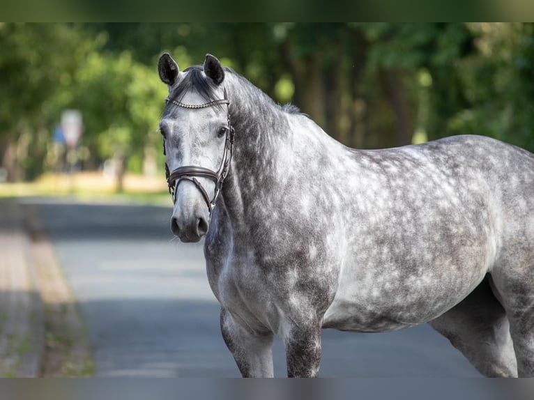 Koń westfalski Klacz 5 lat 167 cm Siwa in Geestland