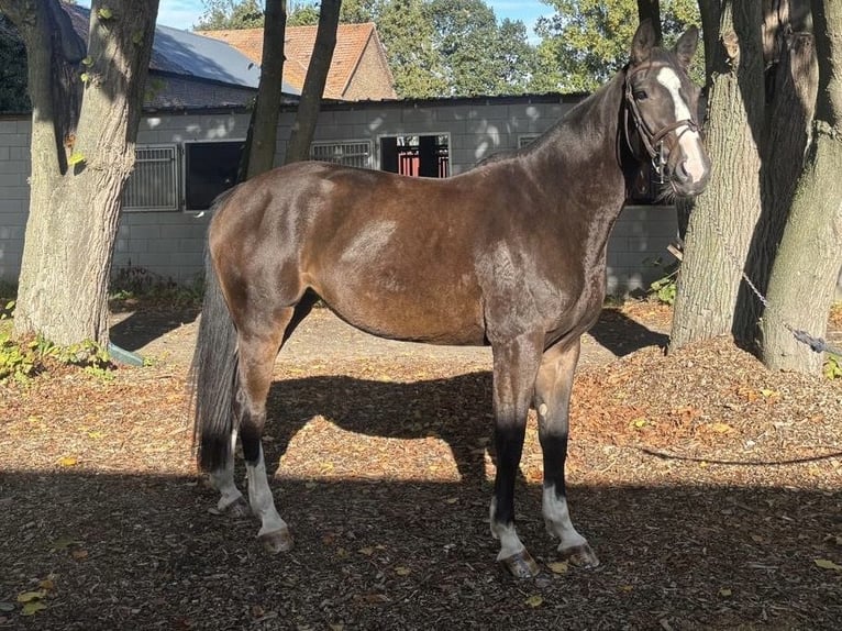 Koń westfalski Klacz 5 lat 168 cm Ciemnogniada in Erkelenz