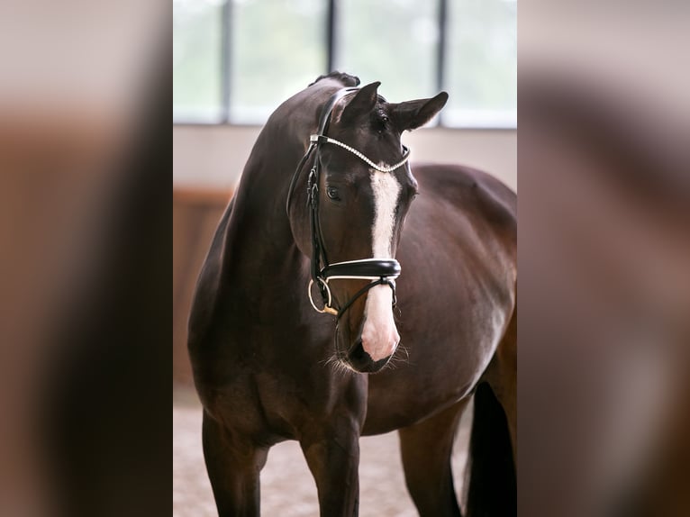 Koń westfalski Klacz 5 lat 168 cm Ciemnogniada in Hörstel