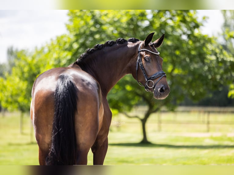 Koń westfalski Klacz 5 lat 168 cm Ciemnogniada in Hörstel