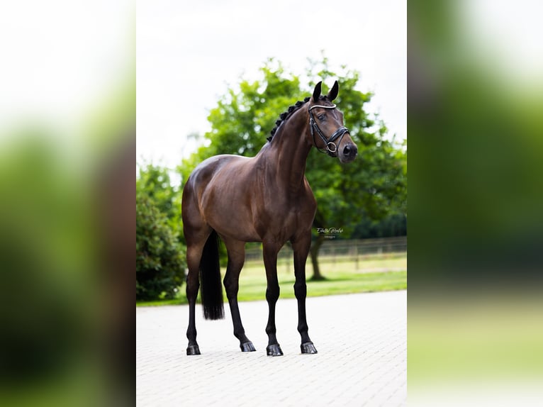 Koń westfalski Klacz 5 lat 168 cm Ciemnogniada in Hörstel