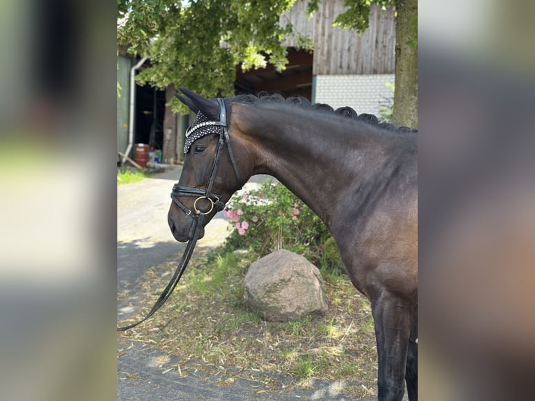 Koń westfalski Klacz 5 lat 168 cm Ciemnogniada in Bielefeld
