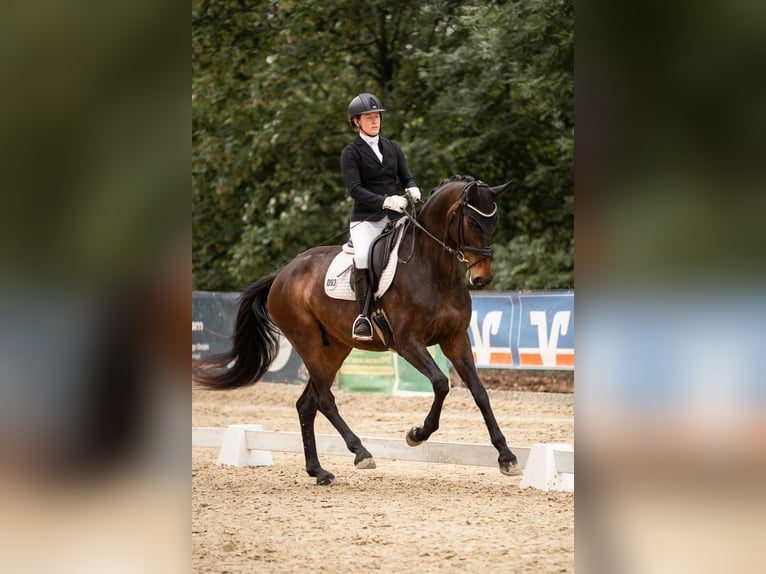 Koń westfalski Klacz 5 lat 168 cm Ciemnogniada in Telgte