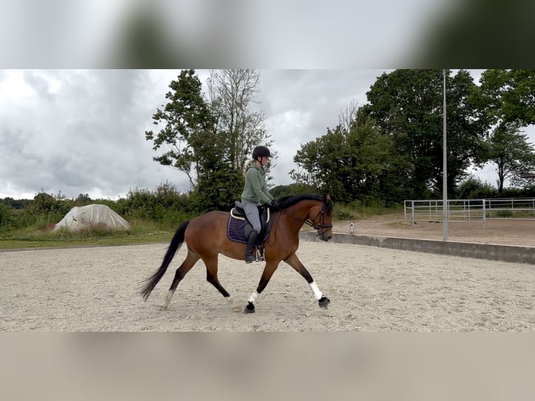 Koń westfalski Klacz 5 lat 168 cm Gniada in Pronstorf
