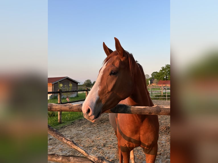 Koń westfalski Klacz 5 lat 168 cm Kasztanowata in Warendorf