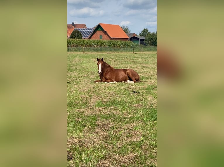 Koń westfalski Klacz 5 lat 168 cm Kasztanowata in Warendorf