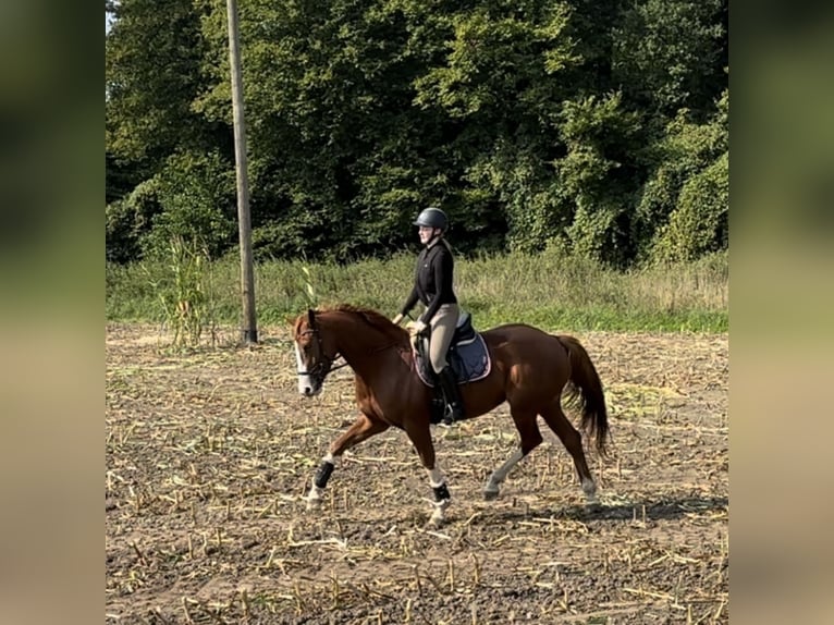 Koń westfalski Klacz 5 lat 168 cm Kasztanowata in Warendorf