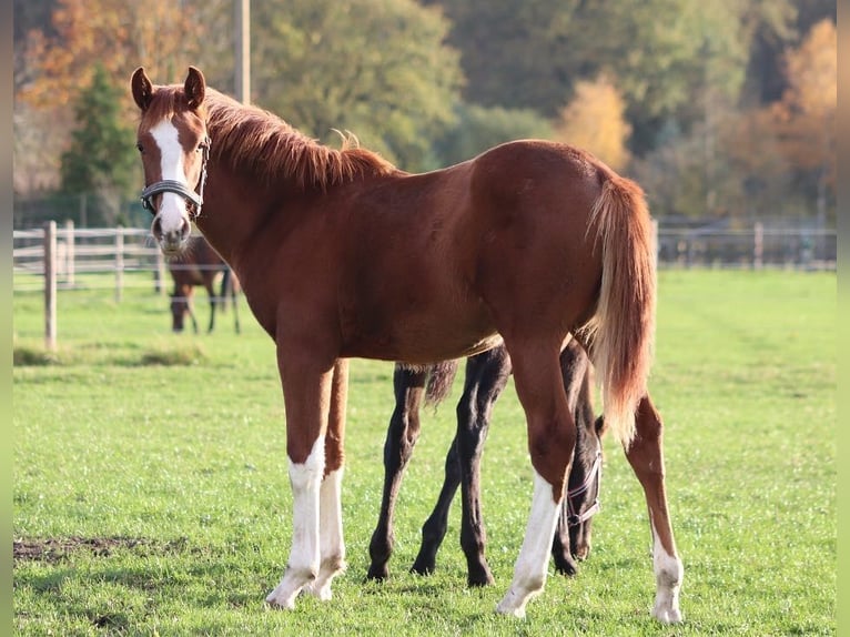 Koń westfalski Klacz 5 lat 168 cm Kasztanowata in Warendorf