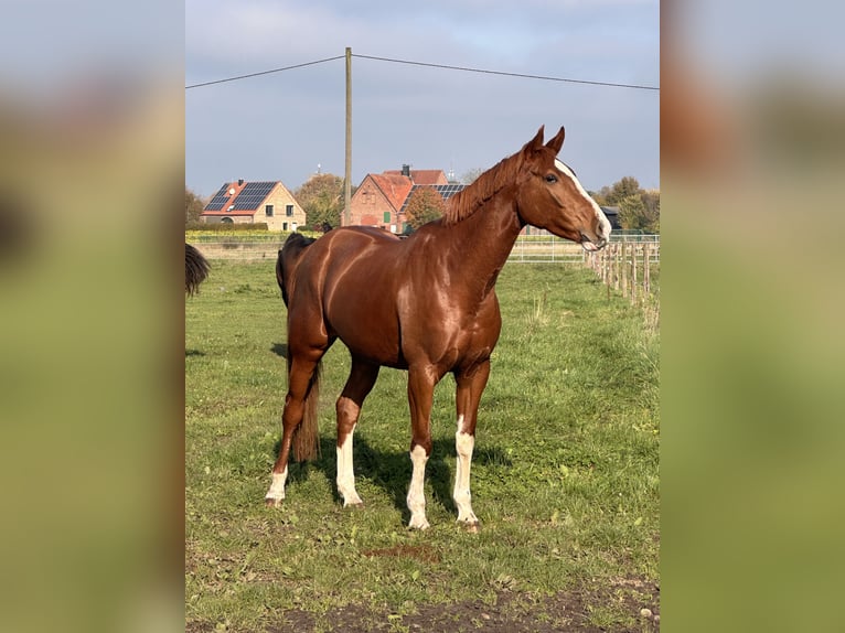 Koń westfalski Klacz 5 lat 168 cm Kasztanowata in Warendorf