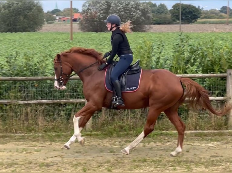 Koń westfalski Klacz 5 lat 168 cm Kasztanowata in Warendorf