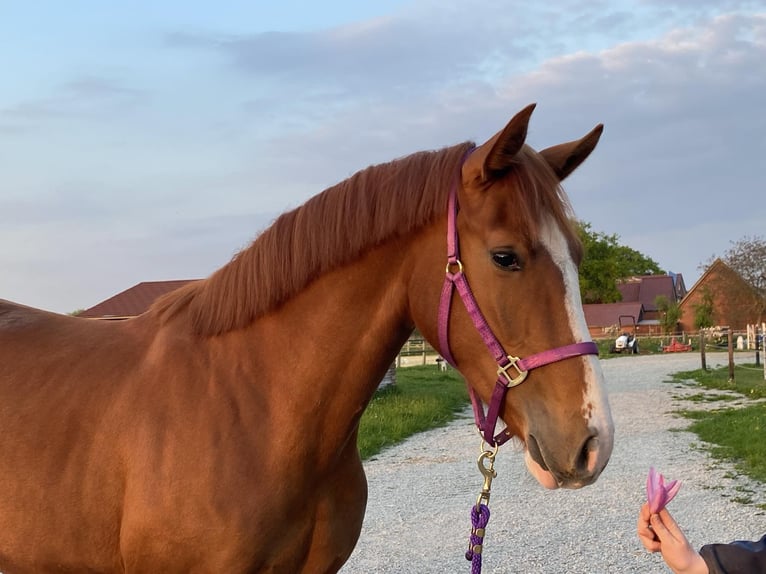 Koń westfalski Klacz 5 lat 168 cm Kasztanowata in Warendorf