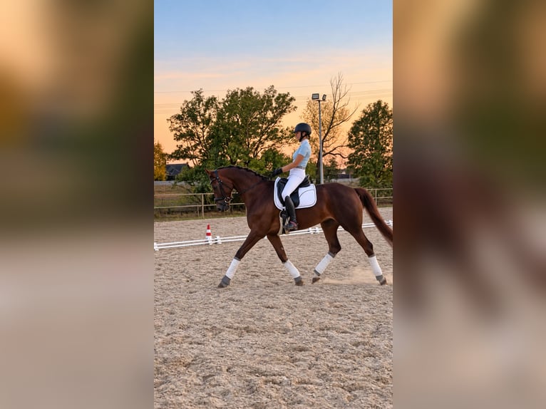 Koń westfalski Klacz 5 lat 168 cm Kasztanowata in Gräfenhainichen