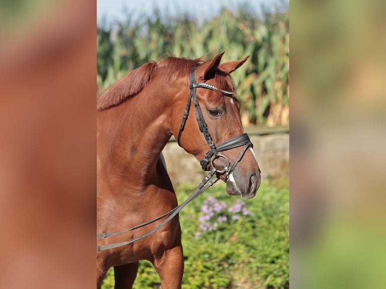 Koń westfalski Klacz 5 lat 168 cm Kasztanowata in Ibbenbüren