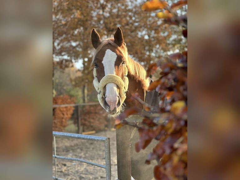 Koń westfalski Klacz 5 lat 168 cm Kasztanowata in Coesfeld