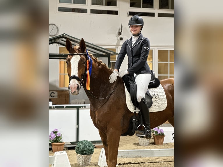 Koń westfalski Klacz 5 lat 168 cm Kasztanowata in Coesfeld