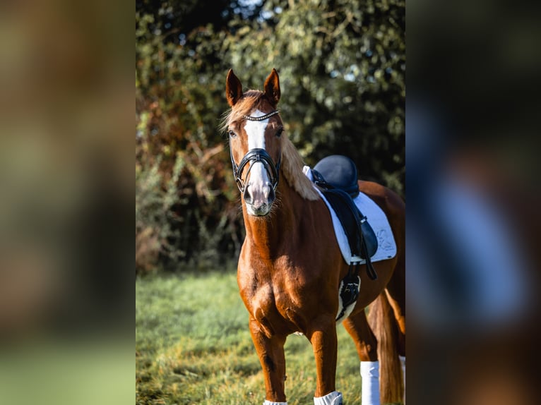 Koń westfalski Klacz 5 lat 168 cm Kasztanowata in Coesfeld