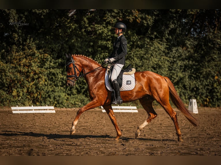 Koń westfalski Klacz 5 lat 168 cm Kasztanowata in Viersen