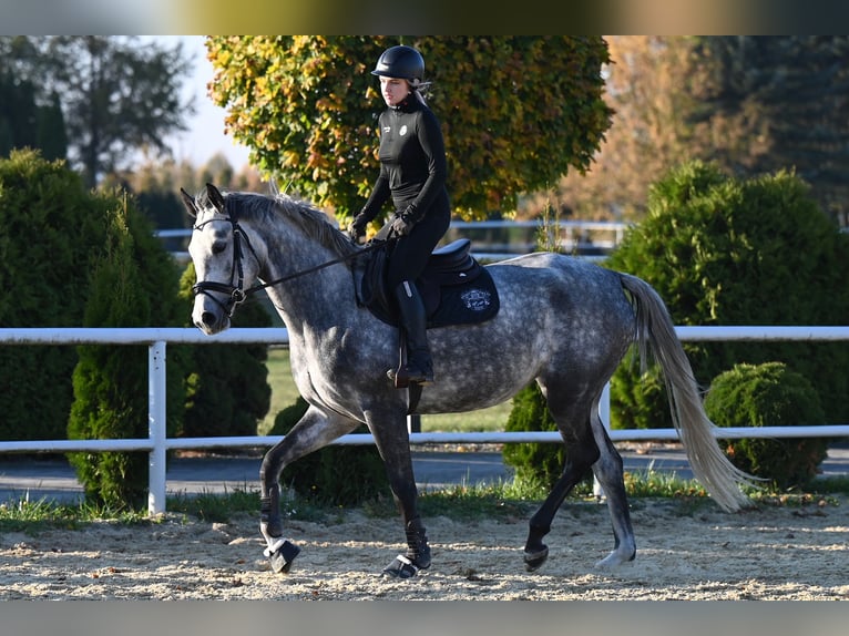 Koń westfalski Klacz 5 lat 168 cm Siwa jabłkowita in Wysin