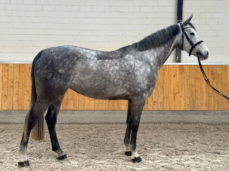 Koń westfalski Klacz 5 lat 168 cm Siwa jabłkowita in Willich