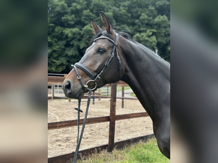 Koń westfalski Klacz 5 lat 169 cm Ciemnogniada in Schenklengsfeld